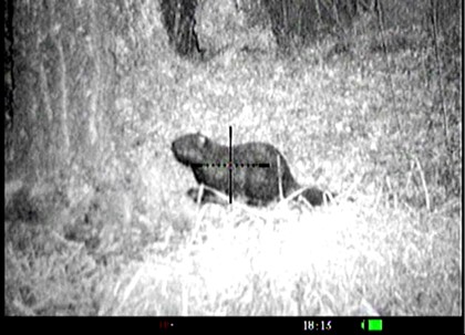 Бобр через ночной прицел Pulsar на арбалете MXB 360